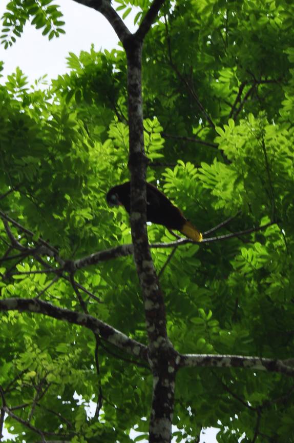 No alto da árvore, um pássaro montezuma, com sua característica cauda amarela, nas ruínas mayas de Caracol, em Belize, quase na fronteira com a Guatemala